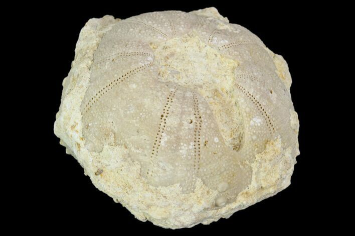 Fossil Sea Urchin (Heterodiadema) - Morocco #104486